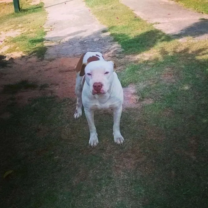 Cachorro raça piti bul idade 2 a 6 meses nome cheik