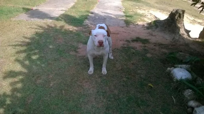 Cachorro raça piti bul idade 2 a 6 meses nome cheik
