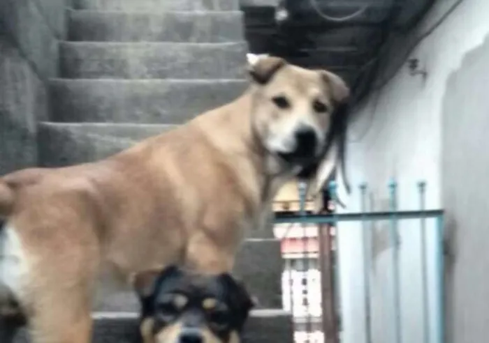Cachorro raça Pai labrador Mãe não sei idade 2 a 6 meses nome Bile e Mel 