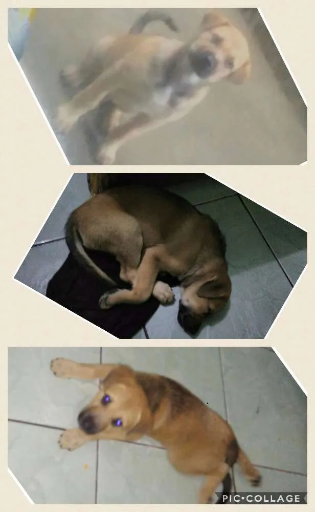 Cachorro raça Pai labrador Mãe não sei idade 2 a 6 meses nome Bile e Mel 