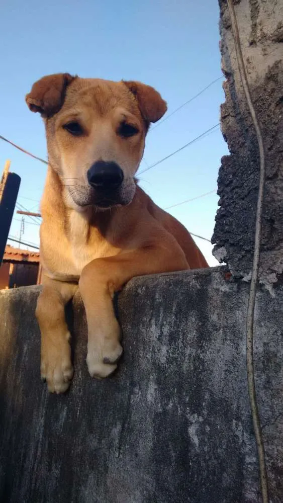 Cachorro raça Pai labrador Mãe não sei idade 2 a 6 meses nome Bile e Mel 