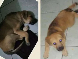 Cachorro raça Pai labrador Mãe não sei idade 2 a 6 meses nome Bile e Mel 