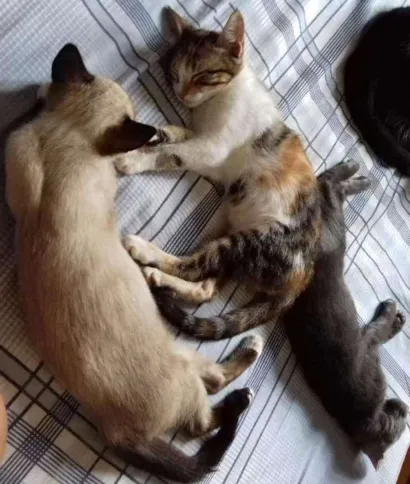 Gato raça Srd  idade 2 a 6 meses nome São filhotes 