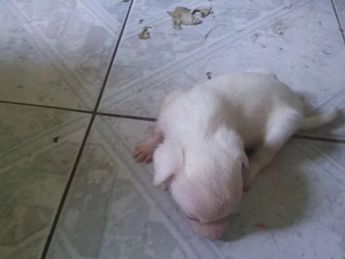 Cachorro ra a SRD idade Abaixo de 2 meses nome Cachorrinha