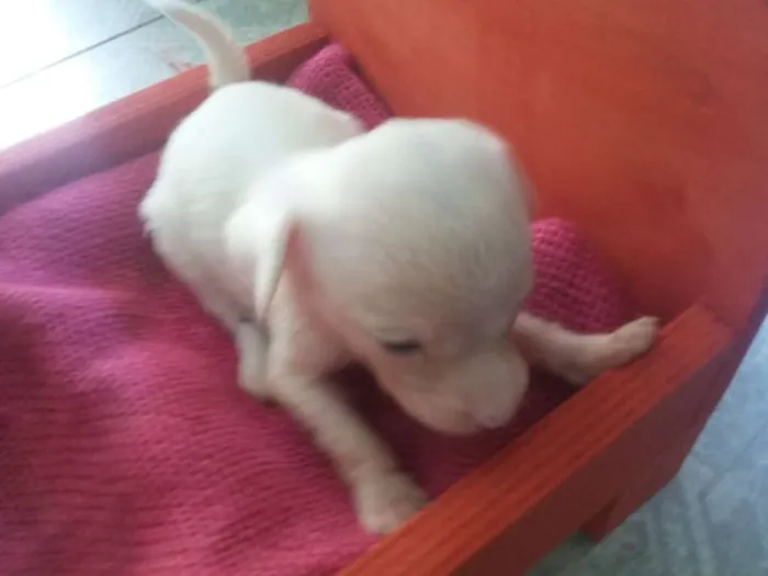 Cachorro ra a SRD idade Abaixo de 2 meses nome Cachorrinha