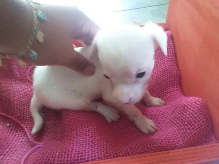 Cachorro ra a SRD idade Abaixo de 2 meses nome Cachorrinha