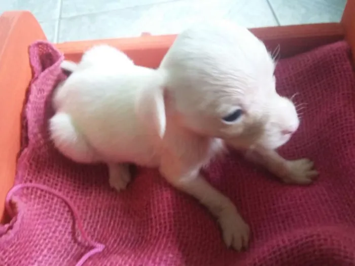 Cachorro ra a SRD idade Abaixo de 2 meses nome Cachorrinha