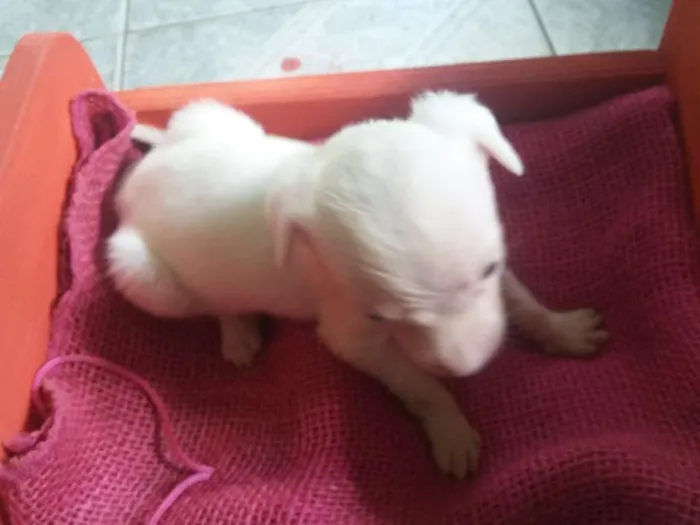 Cachorro ra a SRD idade Abaixo de 2 meses nome Cachorrinha