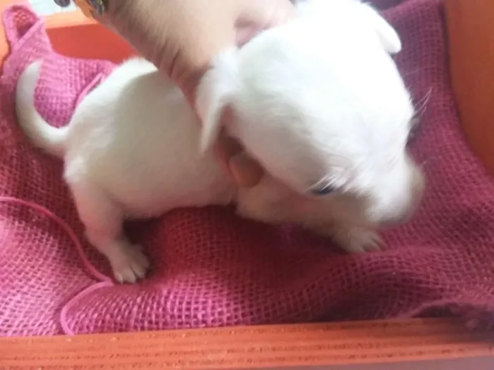 Cachorro ra a SRD idade Abaixo de 2 meses nome Cachorrinha