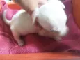 Cachorrinha