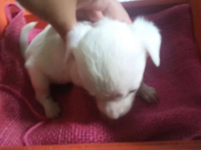 Cachorro ra a SRD idade Abaixo de 2 meses nome Cachorrinha