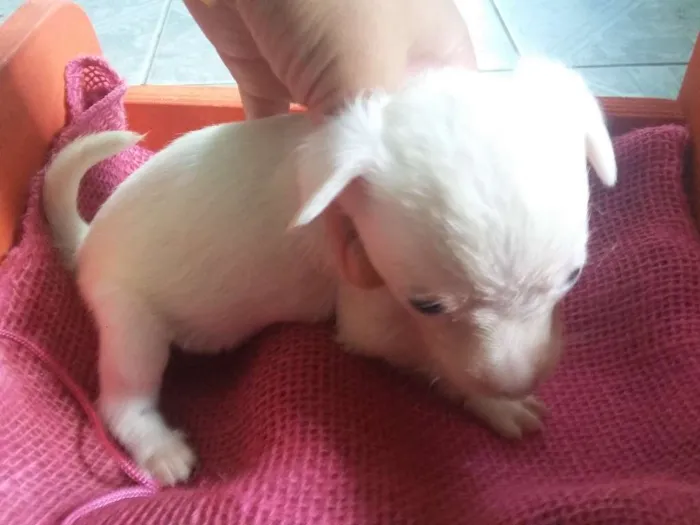 Cachorro ra a SRD idade Abaixo de 2 meses nome Cachorrinha