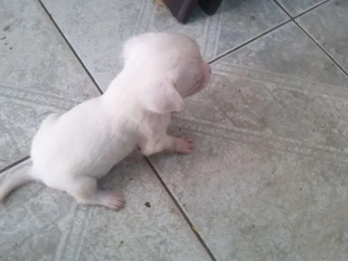 Cachorro ra a SRD idade Abaixo de 2 meses nome Cachorrinha