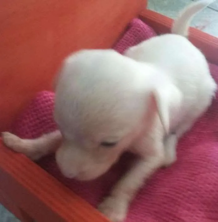 Cachorro ra a SRD idade Abaixo de 2 meses nome Cachorrinha