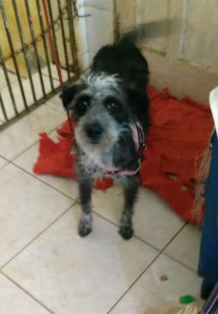 Cachorro ra a Mix de Poodle idade 1 ano nome Tite