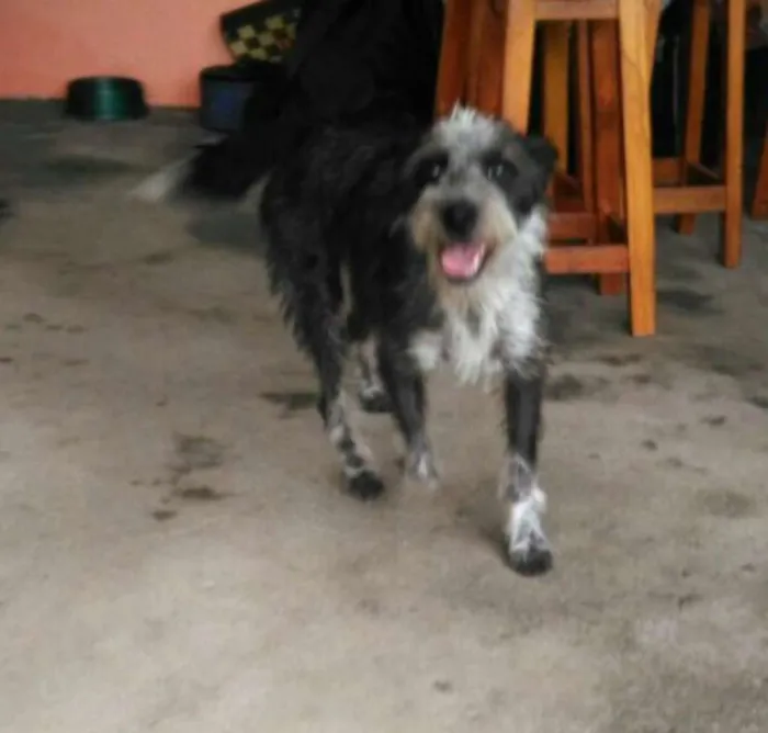 Cachorro ra a Mix de Poodle idade 1 ano nome Tite