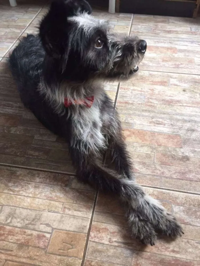 Cachorro ra a Mix de Poodle idade 1 ano nome Tite