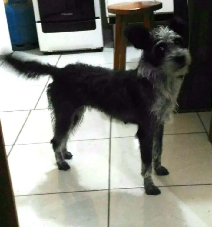 Cachorro ra a Mix de Poodle idade 1 ano nome Tite