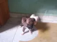 Cachorrinha