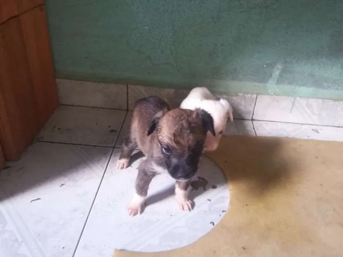 Cachorro ra a SRD idade Abaixo de 2 meses nome Cachorrinha
