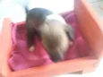 Cachorrinha