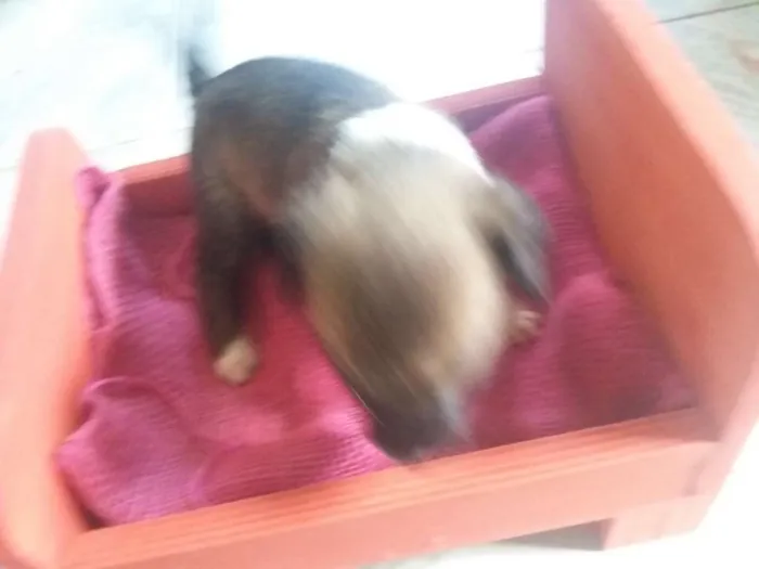 Cachorro ra a SRD idade Abaixo de 2 meses nome Cachorrinha