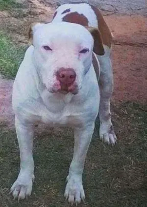 Cachorro raça piti bul idade 2 a 6 meses nome cheik