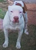 cheik
