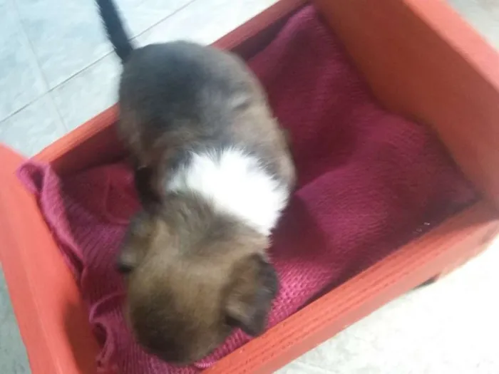 Cachorro ra a SRD idade Abaixo de 2 meses nome Cachorrinha