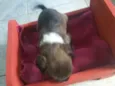 Cachorrinha