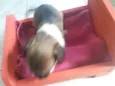 Cachorrinha