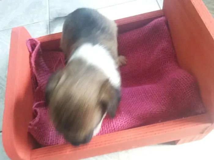 Cachorro ra a SRD idade Abaixo de 2 meses nome Cachorrinha