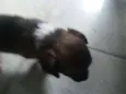 Cachorrinha
