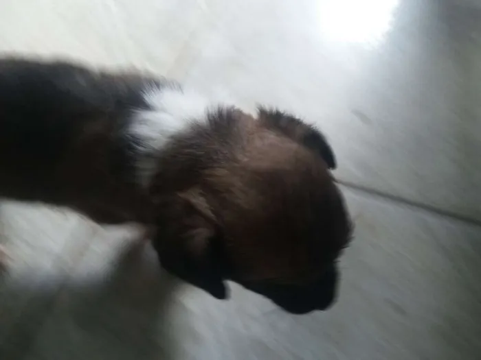 Cachorro ra a SRD idade Abaixo de 2 meses nome Cachorrinha