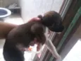 Cachorrinha