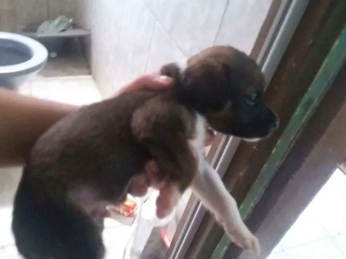 Cachorro ra a SRD idade Abaixo de 2 meses nome Cachorrinha
