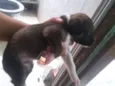 Cachorrinha