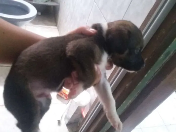 Cachorro ra a SRD idade Abaixo de 2 meses nome Cachorrinha