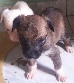 Cachorro raça SRD idade Abaixo de 2 meses nome Cachorrinha