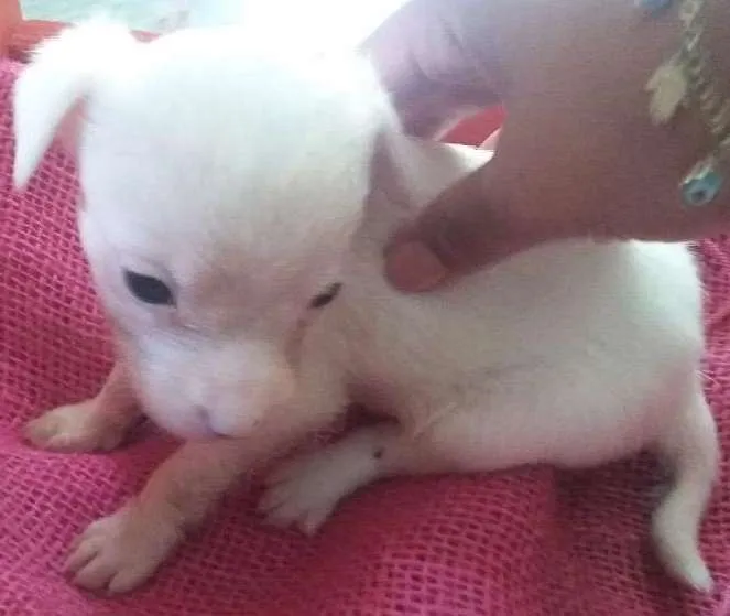 Cachorro ra a SRD idade Abaixo de 2 meses nome Cachorrinha