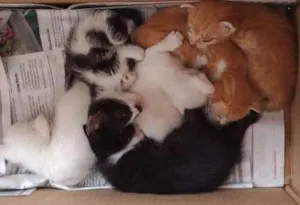 Gato raça Mestiço idade Abaixo de 2 meses nome Lili