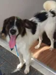 Rodolfo