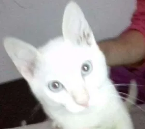 Gato raça - idade 2 a 6 meses nome Draco