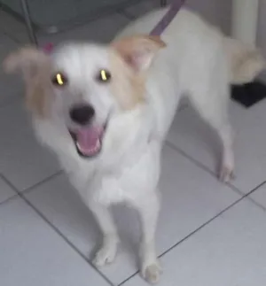Cachorro raça SRD idade  nome Princesa