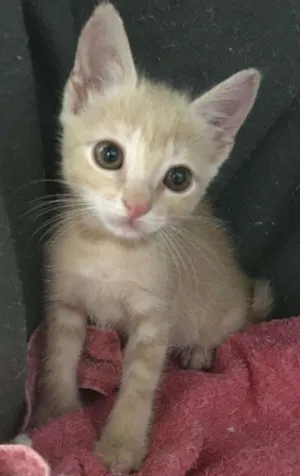 Gato raça SRD idade 2 a 6 meses nome Amanda