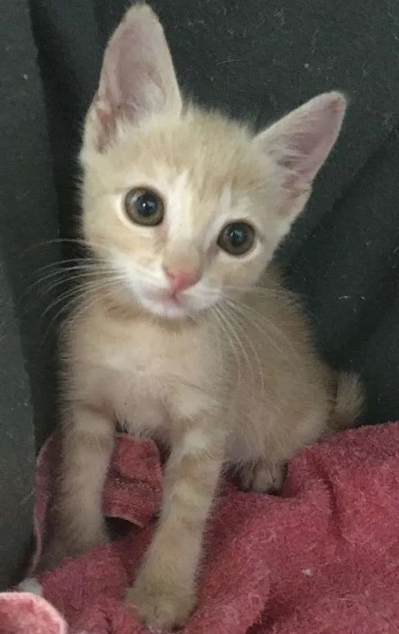 Gato ra a SRD idade 2 a 6 meses nome Amanda