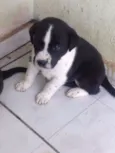 filhotes