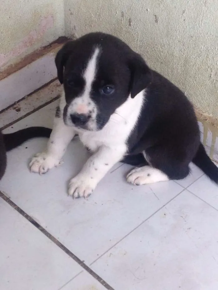 Cachorro ra a Raça não definida idade Abaixo de 2 meses nome filhotes