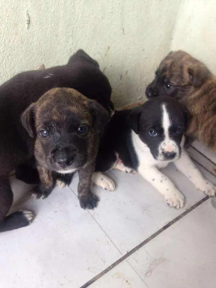 Cachorro ra a Raça não definida idade Abaixo de 2 meses nome filhotes