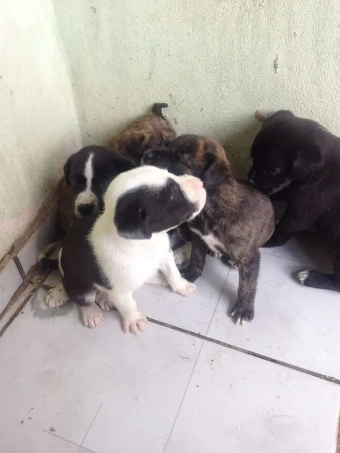 Cachorro ra a Raça não definida idade Abaixo de 2 meses nome filhotes
